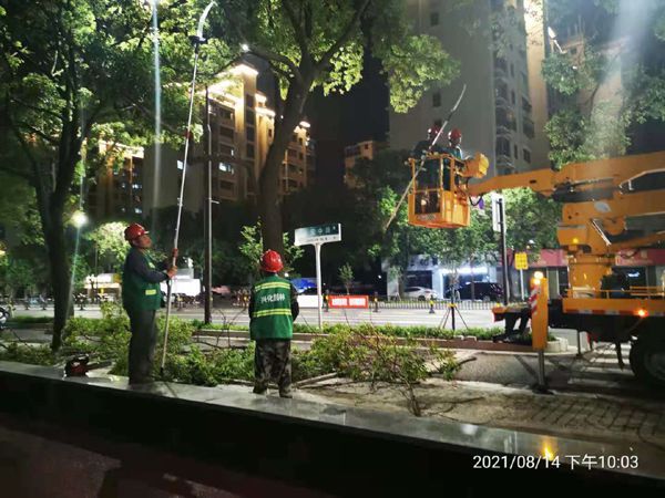 兴化市园林绿化服务中心为城区行道树“塑身”
