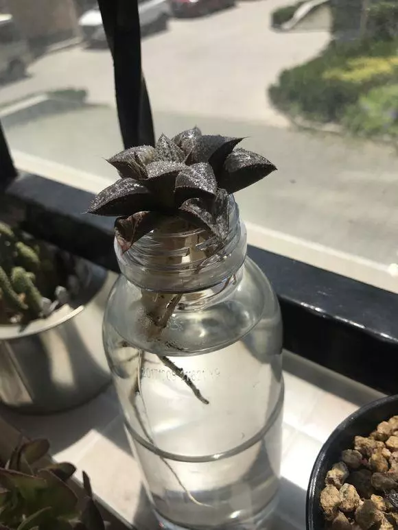 3种花，养不好赶紧扔水里，越长越来劲