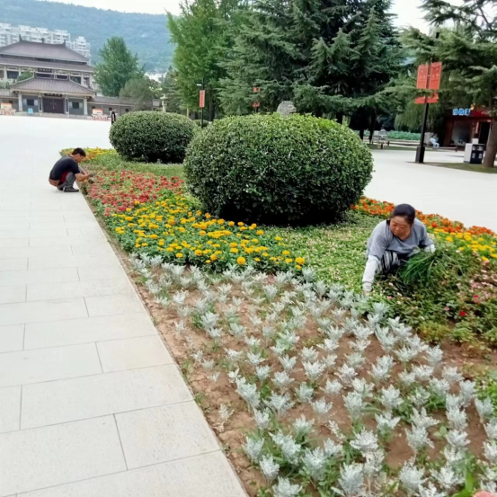 全力提升公园绿化养护质量，扮靓公园夏季颜值
