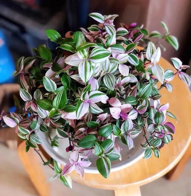 上海小姐姐用“娃娃花盆”养花，走红网络，网友：有趣又优雅