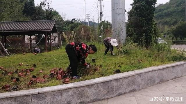 绿化管理,她们是认真的! 绿化管理,她们是认真的!