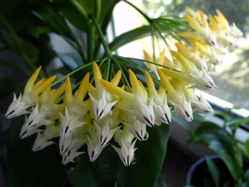 耐半阴的5种开花植物，品种很多，冬天养在室内仍旧开花灿烂