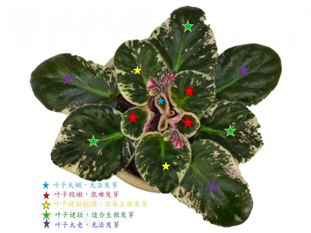 非洲紫罗兰用叶插繁殖成功率特高，选对叶子，水培、土培都能生根