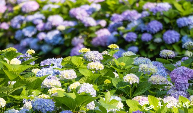 初夏时节，到汤湖公园与绣球花来场浪漫“约会”吧