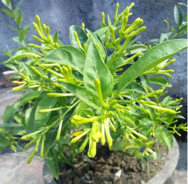再喜欢，“夺命花草”也别再往家搬了，出事就晚了