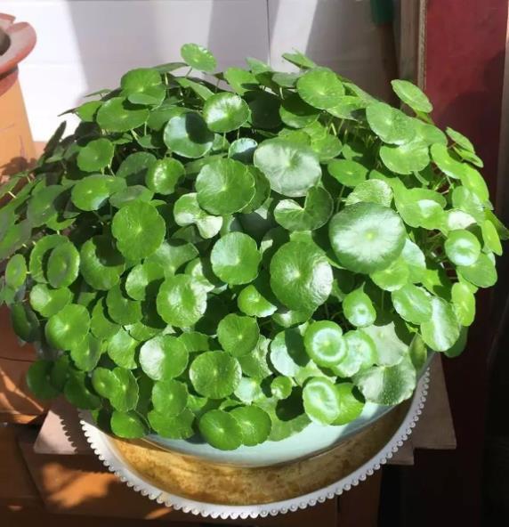 小编给大家分享这几种皮实好养的花卉，手花友也可以养出好状态