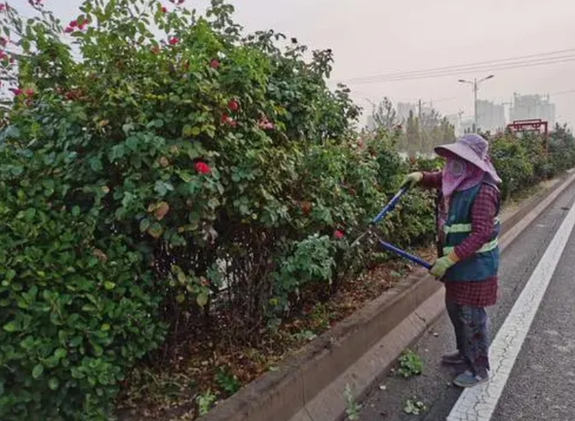 精细化绿化养护管理在园林建设中的应用建议 精细化绿化养护管理在园林建设中的应用建议