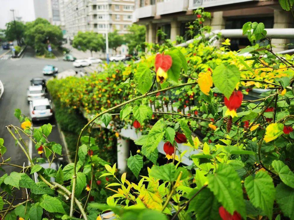 美！市区多条道路过街天桥完成绿化景观提升