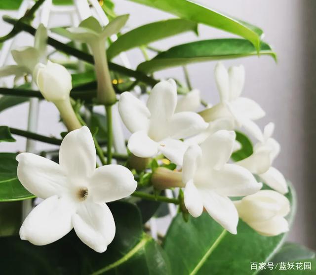 会爬藤的茉莉花，马达加斯加茉莉，香味浓郁开花多