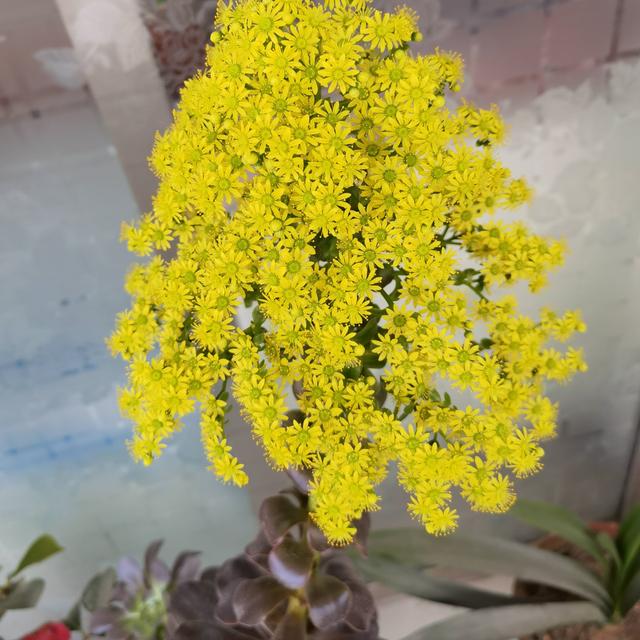 不会养多肉，养一盆它，颜色艳株型美，一年变老桩，养成手捧花