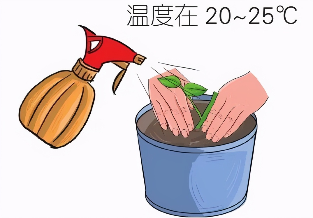 山茶花根系十分脆弱，移栽时一定要注意对植株根系的保护