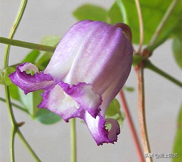 谁说铁线莲不好养，花开三季不“立枯”的“铃铛铁”不香吗？