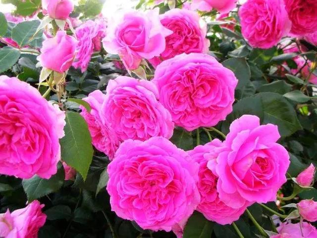 进入7月，月季度夏有“4怕”，小心叶黄、不开花，越养越烦