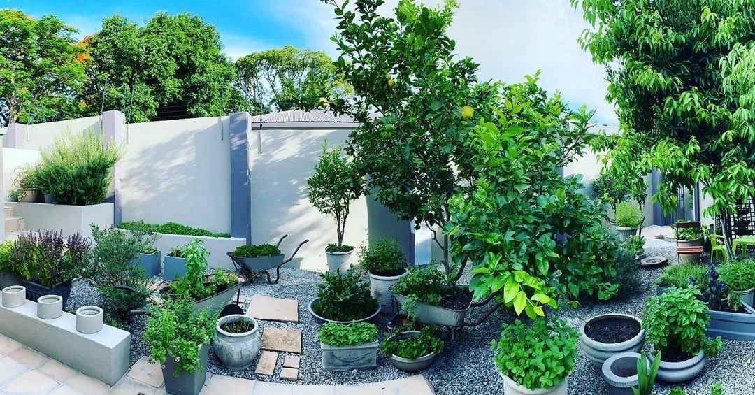 家庭式花园——采摘蔬菜、水果以及各种作物,那真是太有成就感了 家庭式花园——采摘蔬菜、水果以及各种作物,那真是太有成就感了