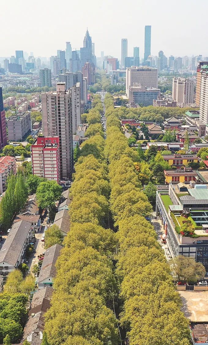 在注重景观的基础上，江苏各地行道树更加追求生态价值——从“城中建园”迈向“园中建城”