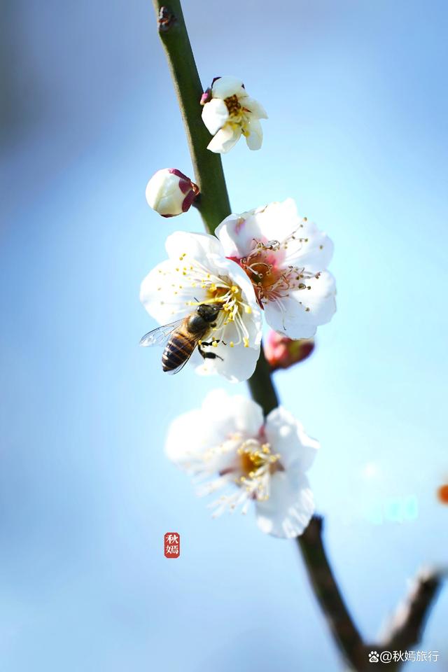 春染虞城，常熟虞山脚下这座免费公园里“梅”景初现，春色如画