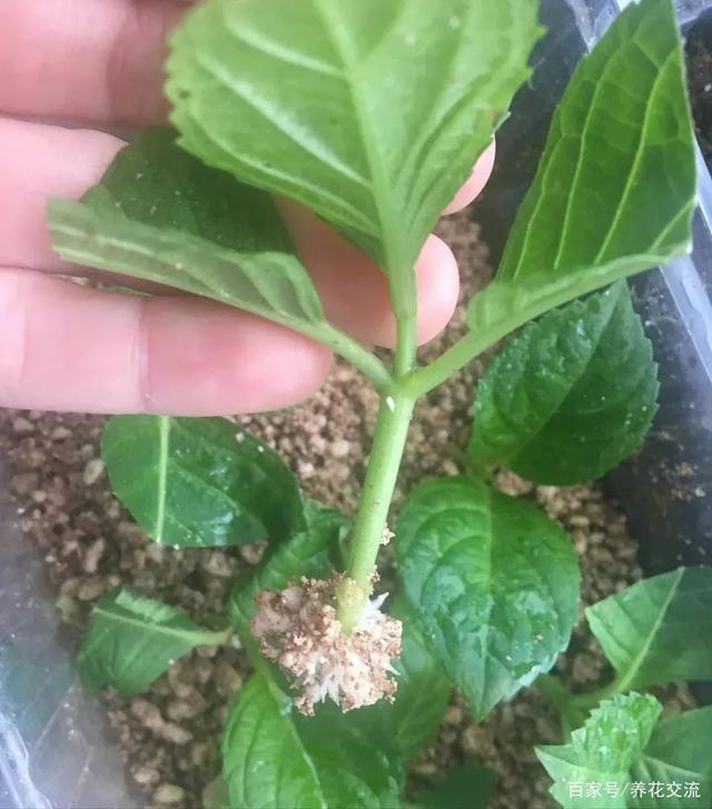 花后快速繁殖绣球新盆栽，剪下的枝别丢