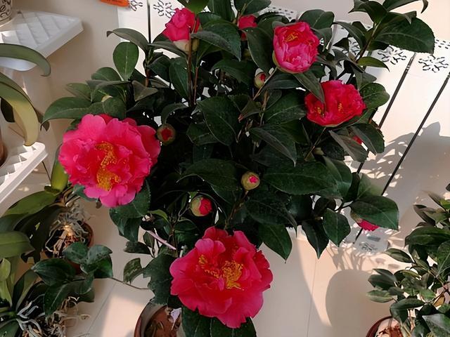 老人常说“家中有六花，不富还败家”，一辈辈传下来的俗语，要听
