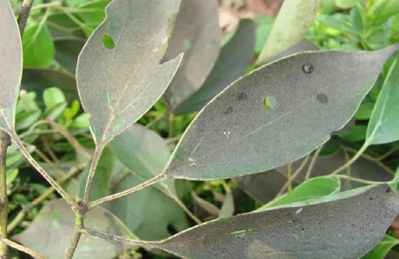 植物布满“煤灰”，可能是煤污病的“锅”