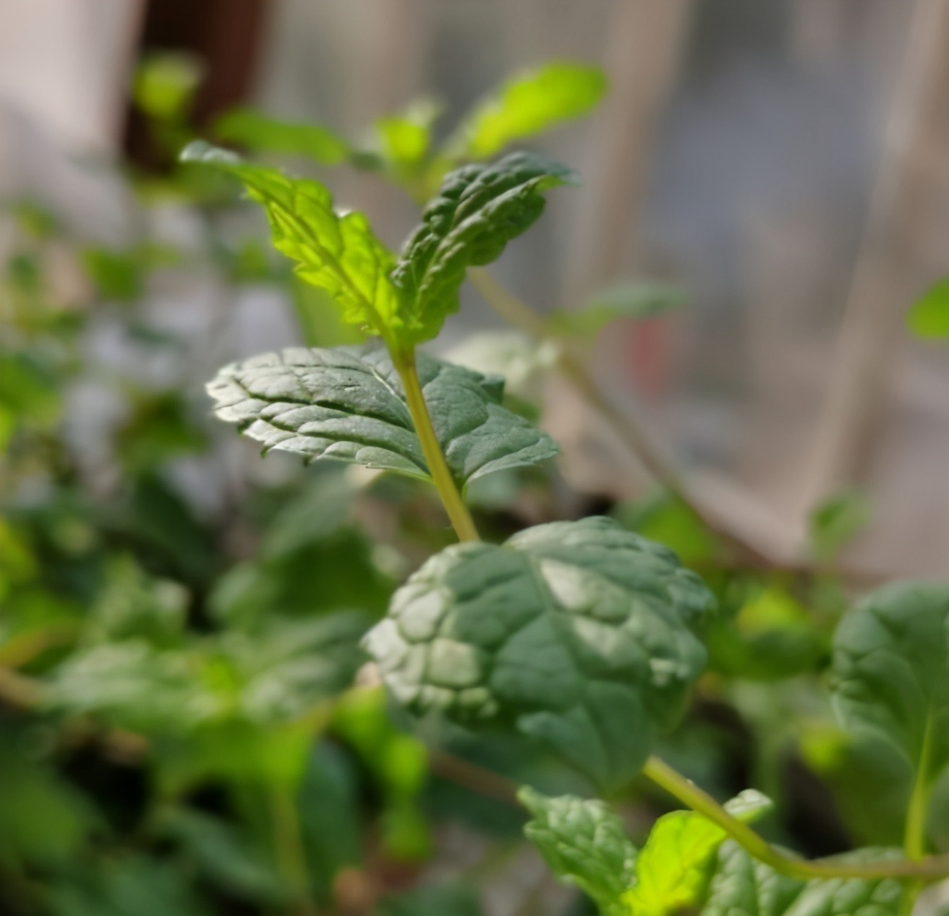 清新芳香的4种薄荷，一个枝条就能扦插一盆，叶子漂亮又茂盛