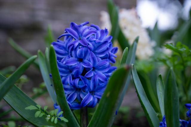 蓝色花有哪些花种