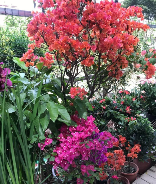 早秋，盆栽三角梅开花数量少了、个头小了怎么办？抓牢4点足以