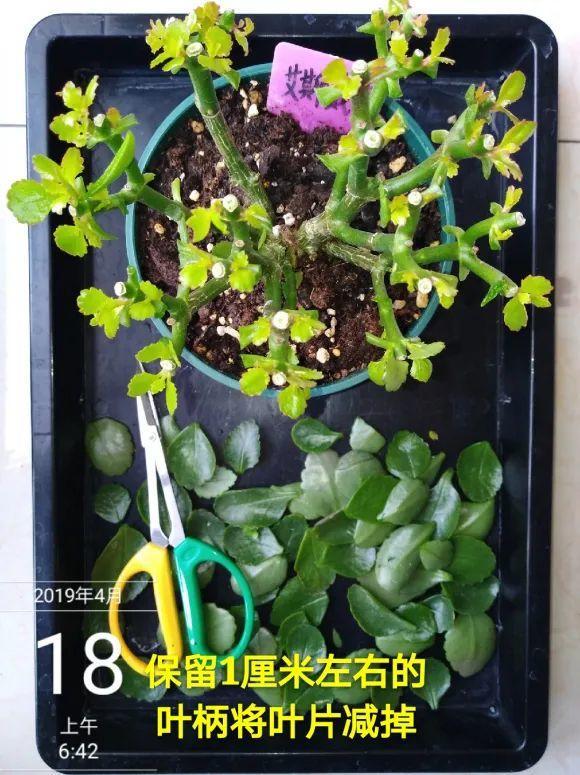 2月养花下狠手，剃光头、撸光叶，越狠越开花