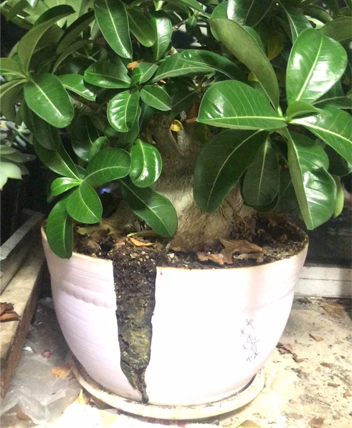 花盆出现6个状况，赶紧换，不然花草要遭殃
