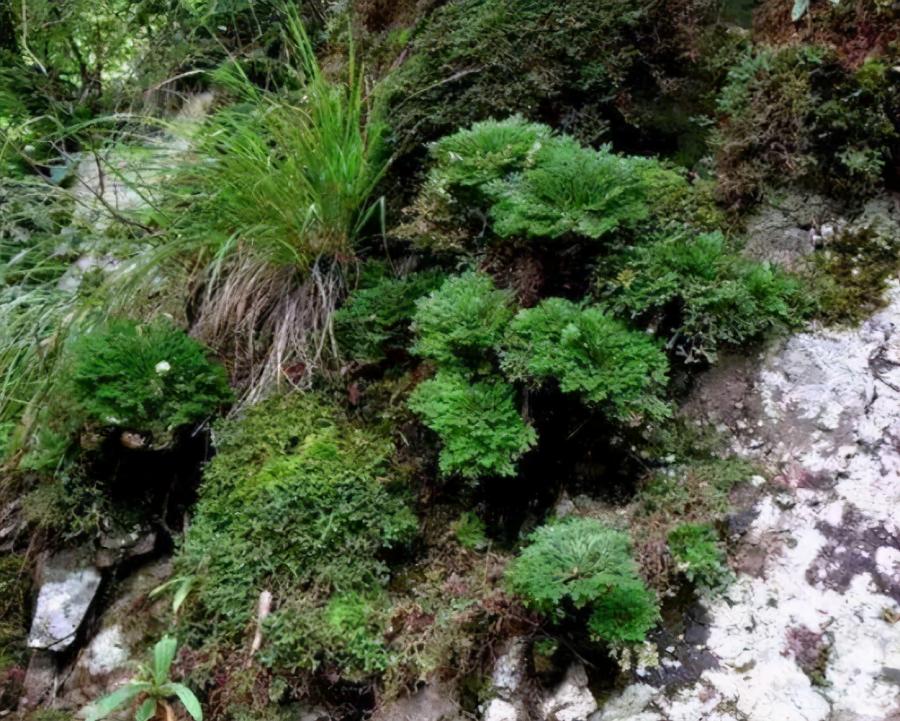 回乡后，若见到此植物，请不要犹豫，带回家就好