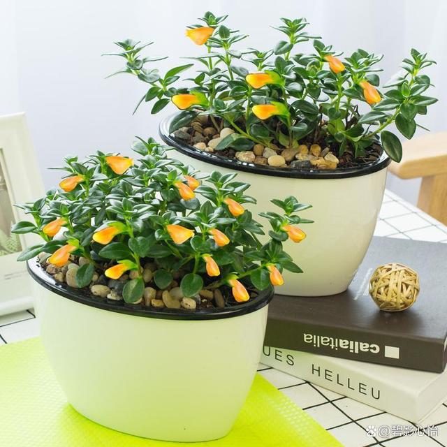 金鱼吊兰植株纤细，株型不紧凑，也不愿意开花，应该怎么养