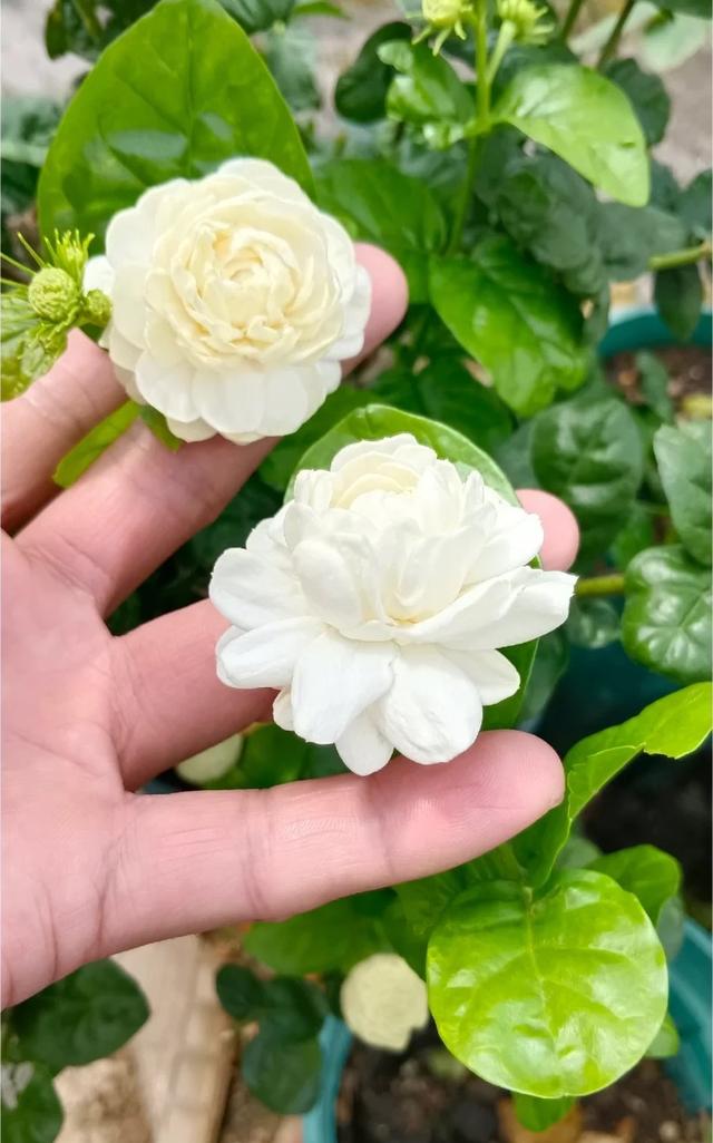 茉莉花界的“男神”，花径4厘米，浓香，多季节开花，你值得拥有