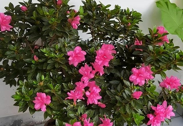 新手养杜鹃花，就选安酷杜鹃“康乃馨”，皮实好养，多季有花赏