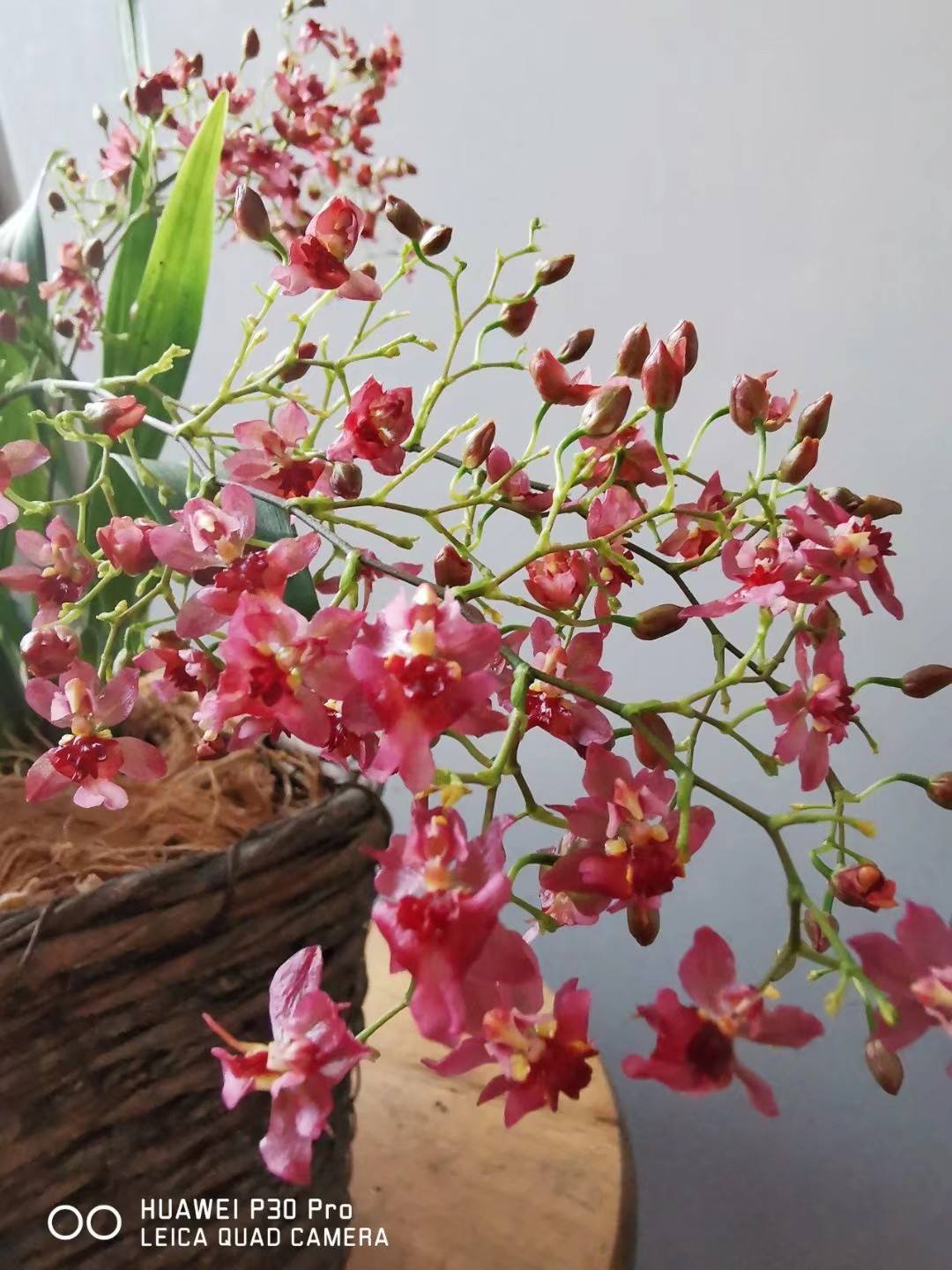 北阳台也能养的花，家里没光照样开花，超适合冬天