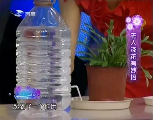 放假没人浇水，学会4招，出门1个月也能让花喝饱水