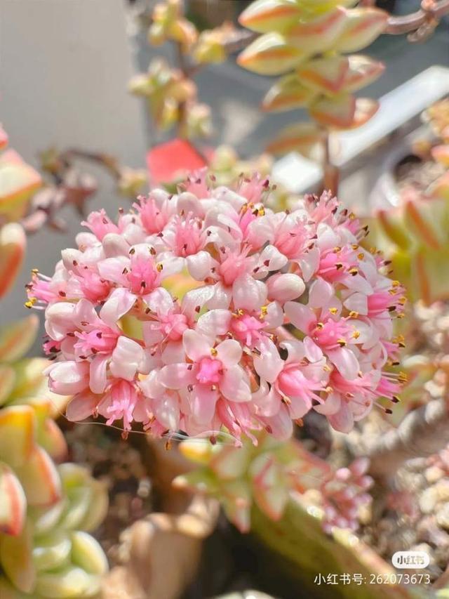 原来多肉也是“赏花植物”！多肉开花登上热搜，懒人养花就靠它了