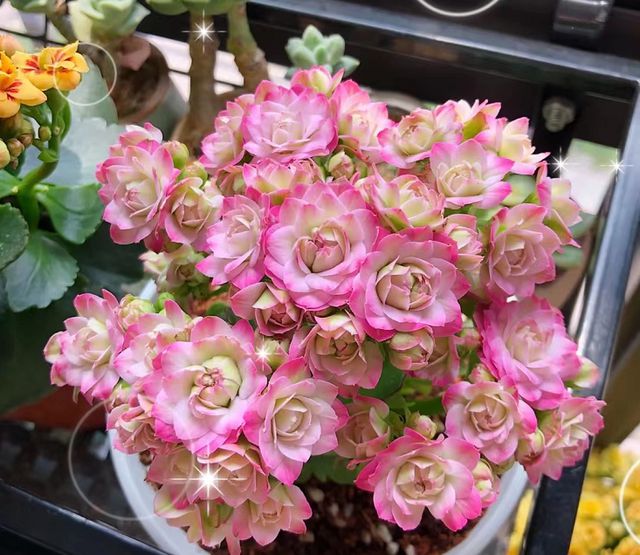 9月养长寿花，头顶戴个“黑袋子”，满头“花疙瘩”