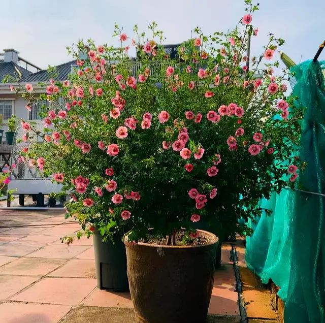 5种便宜花，一年能开200天，好养又漂亮，都是“开花小机器”