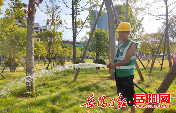 岳阳县城管局：持续20多天对绿化苗木进行错峰浇灌