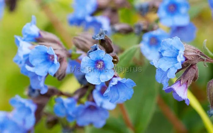 英式传统花境的现代演绎亮了,附全部植物配置品种,开眼了 英式传统花境的现代演绎亮了,附全部植物配置品种,开眼了