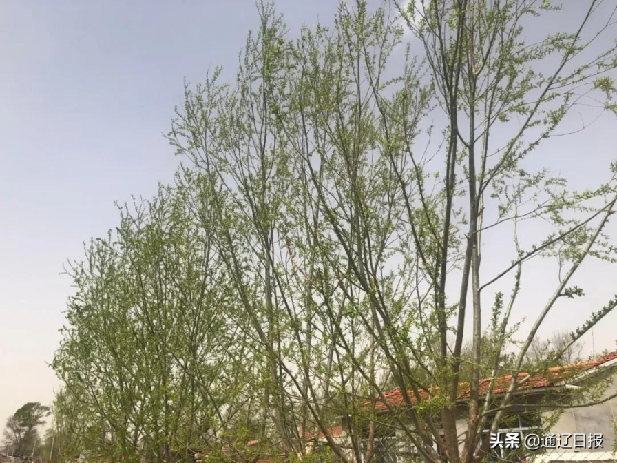 造林绿化 为乡村振兴打亮生态文明底色