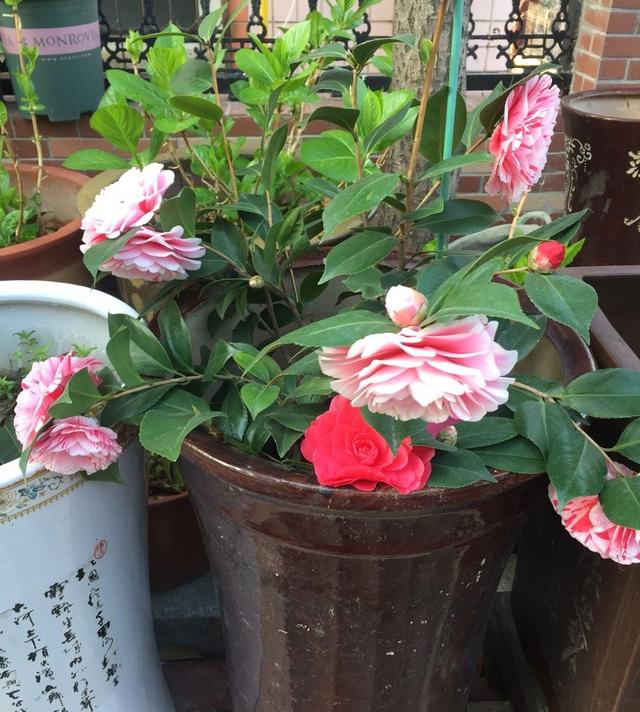 养茶花，做“3点”，满头花苞，花朵大又艳，开成“大花树”