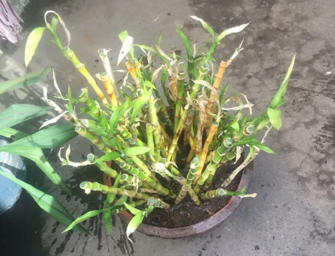 过完年，垃圾桶周围多了不少花，又要开始捡破烂儿了