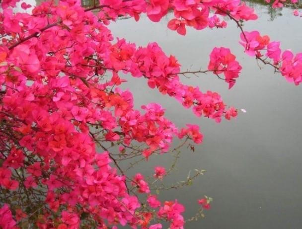 这种花被称“坚韧的小强”一天一瓢水，开得枝繁叶茂，鲜艳精彩