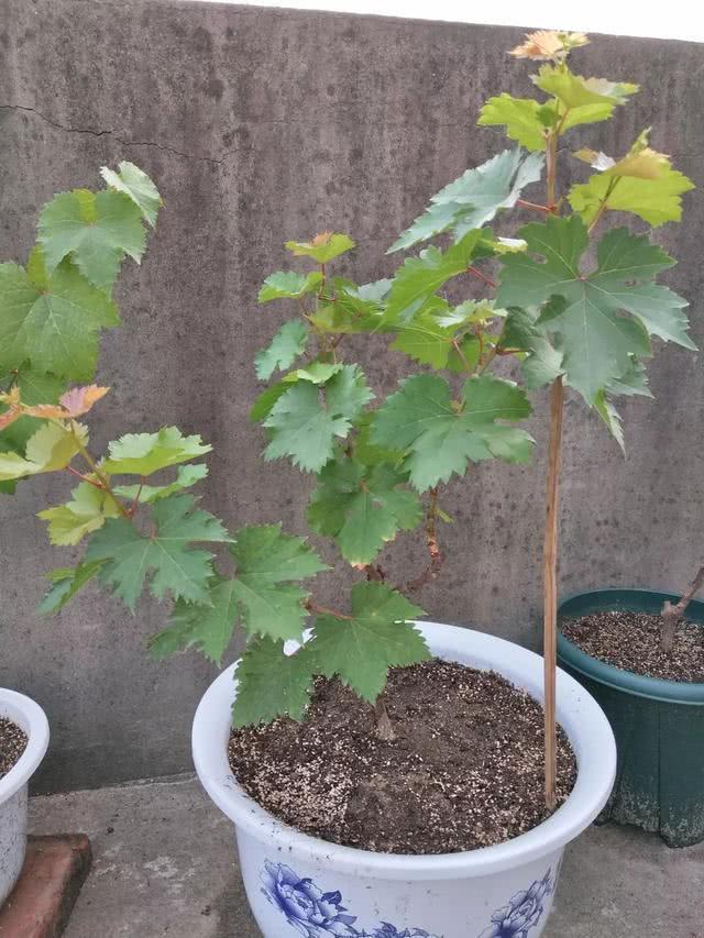 5种漂亮花，秋天快扦插，7天生白根，疯长猛开花，挂果一箩筐