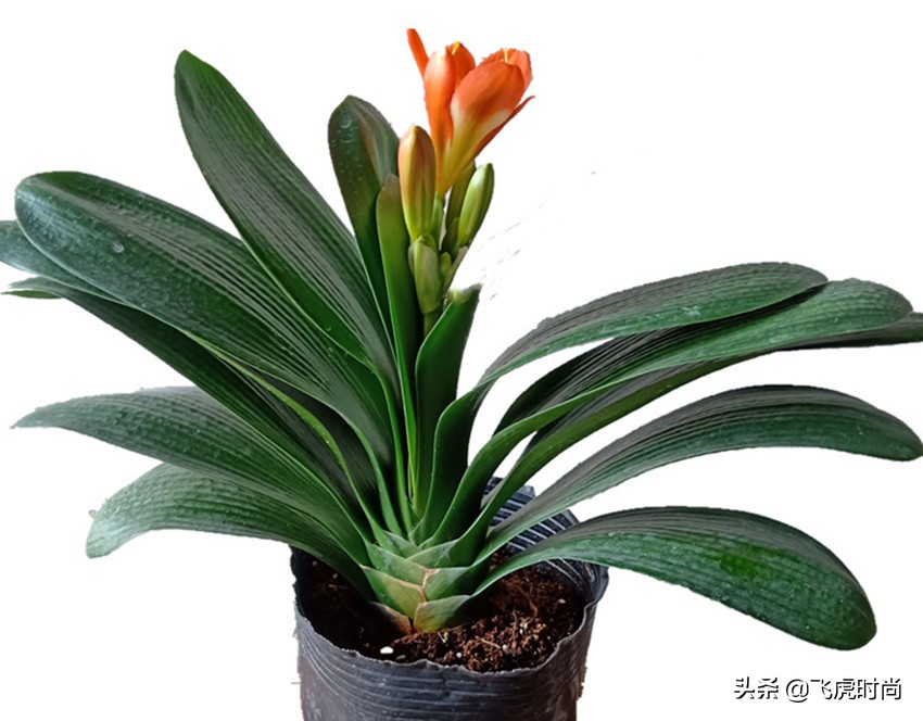 君子兰一开花就夹箭，原因出在三个方面，你还不知道吧