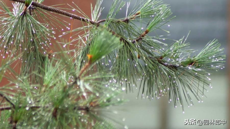 夏季持续高温,我们该如何栽树,才能提高树木的成活率? 夏季持续高温,我们该如何栽树,才能提高树木的成活率?
