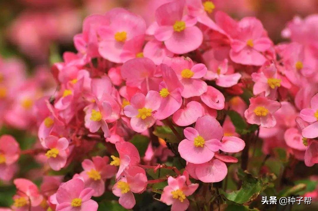四季海棠的栽培技术，养护好，一年四季都可开花