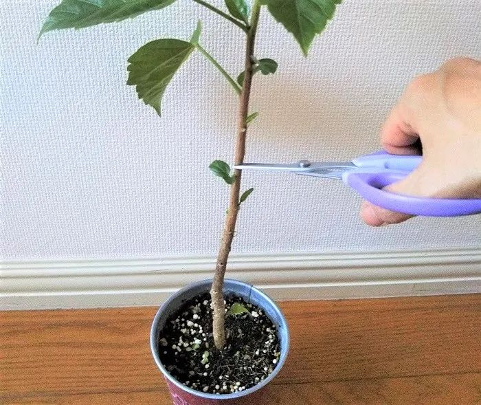很多人养不好朱瑾，别人露养户外却可常年开花，环境太关键了