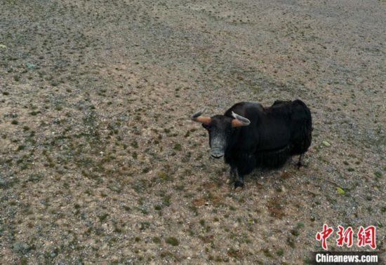 高原生物多样性保护的西藏实践