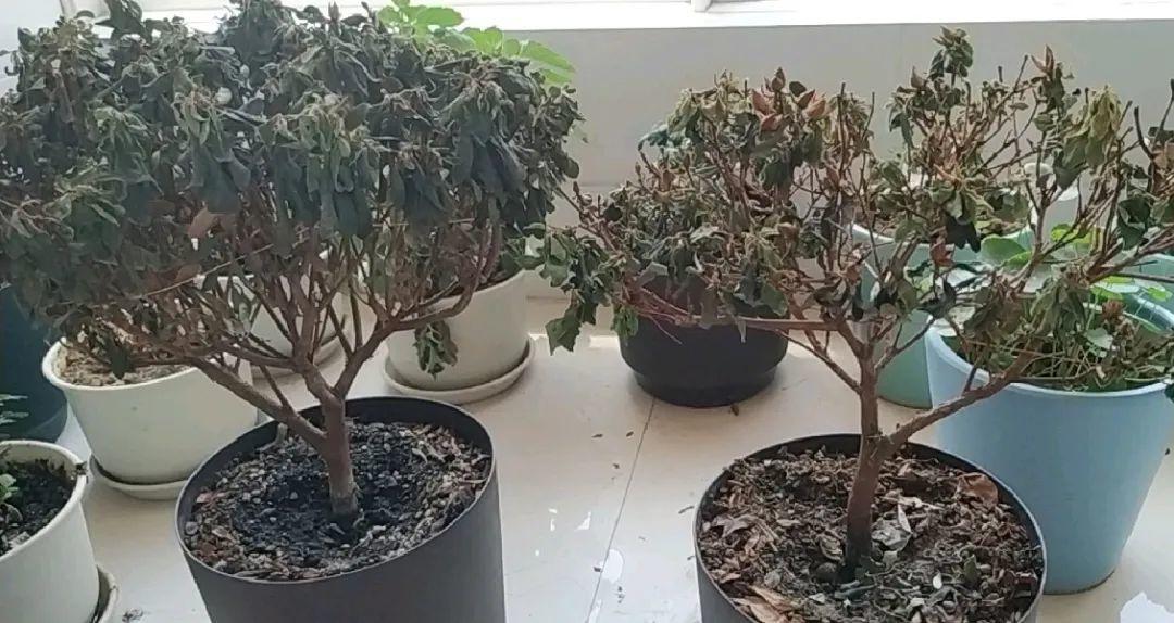 离家半个月，回来花全死了，别扔，还有救